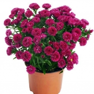 Астра новобельгийская SHOWMAKERS MAGENTA 