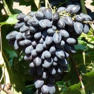 Виноград Атос