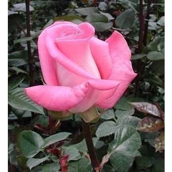 Роза чайно-гибридная Атташе