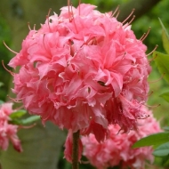 Азалия крупноцветковая Хомбуш, Homebush