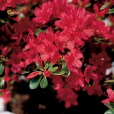 Азалия японская Rosso Arancio