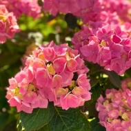 Гортензия крупнолистная Баладия Хот Пинк, Baladia Hot Pink