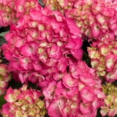 Гортензия крупнолистная Баладия Хот Пинк, Baladia Hot Pink