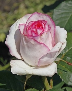 Роза чайно-гибридная "Белла Вита"\"Bella Vita"