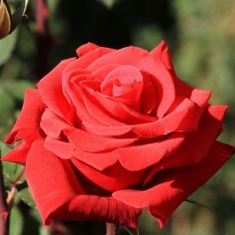 Роза чайно-гибридная Ред Берлин 
