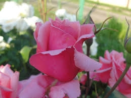 Роза чайно-гибридная Кристина