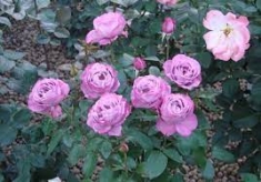 Роза чайно - гибридная Блю ривер