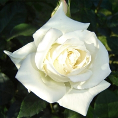 Роза чайно-гибридная Бьянка 