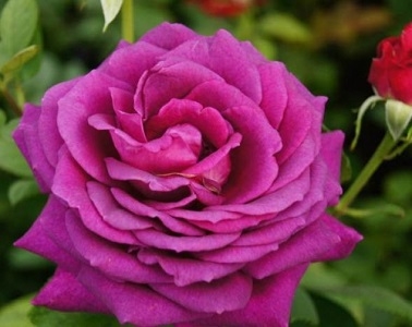 Роза чайно-гибридная Биг Пепл/Big Purple