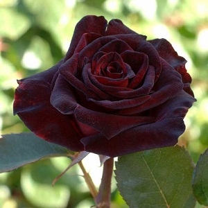Роза чайно-гибридная Блэк Баккара \"Black Baccara"