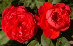 Роза английская Benjamin Britten 