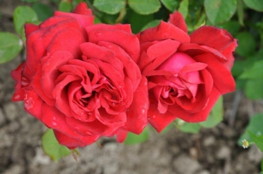 Роза чайно-гибридная Бургунд