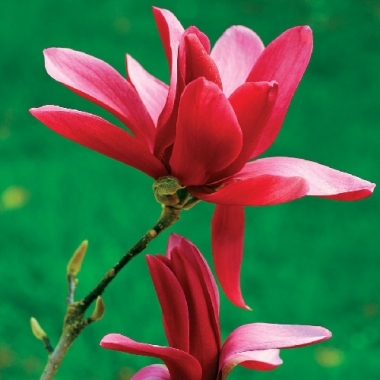Магнолия Бургунди Стар, Burgundy Star