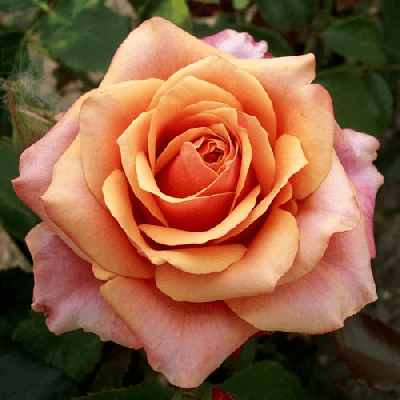 Роза чайно-гибридная Карамба