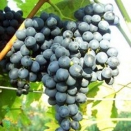 Виноград Черный Изумруд