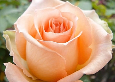 Роза чайно-гибридная Шок Версилия