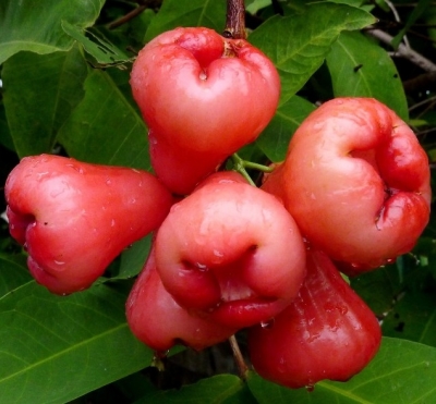 Джамбоза Розовое яблоко