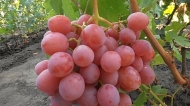 Виноград Дашуня