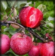 Яблоня красномясая Джерси