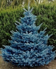 Ель голубая (100-120 см)