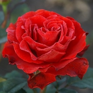 Роза чайно-гибридная Эль Торо