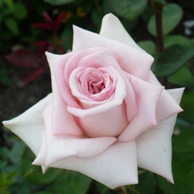 Роза чайно-гибридная Эмма де Мейян