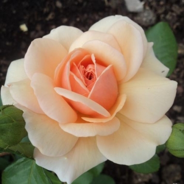 Роза чайно-гибридная Эмми