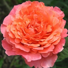 Роза чайно-гибридная Этруска