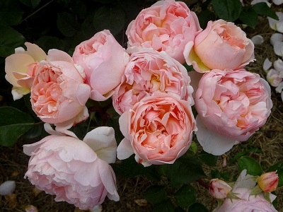 Роза английская Эвелин (шраб)