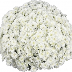 Хризантема мультифлора Fair White (Фаер Вайт)