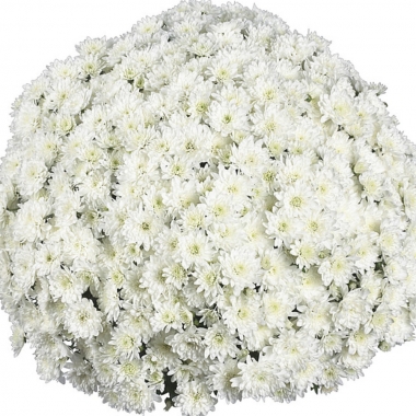 Хризантема мультифлора Fair White (Фаер Вайт)