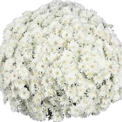 Хризантема мультифлора Fair White (Фаер Вайт)