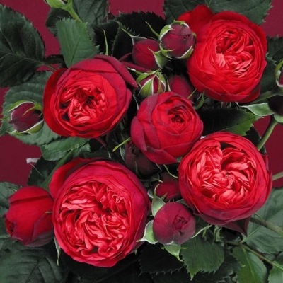 Роза пионовидная Ред Пиано