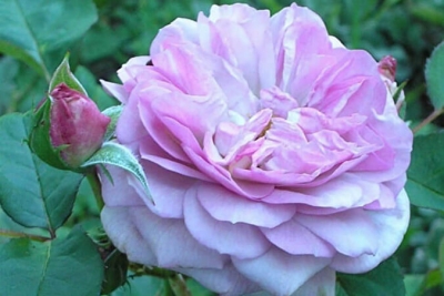 Роза шраб Флоренс