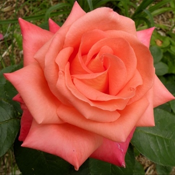 Роза чайно-гибридная Фольклор