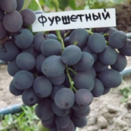 Виноград Фуршетный