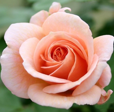 Роза чайно-гибридная Гейша