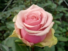 Роза чайно- гибридная Геральдина