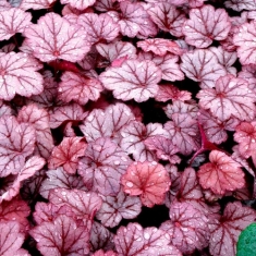 Гейхера Georgia Plum