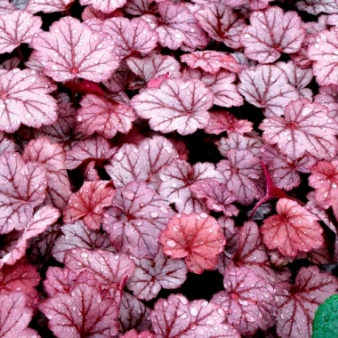 Гейхера Georgia Plum