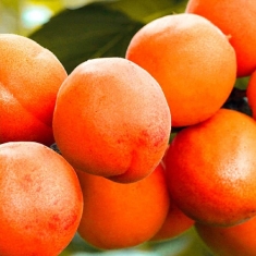 Гибрид абрикос-персик Ромео