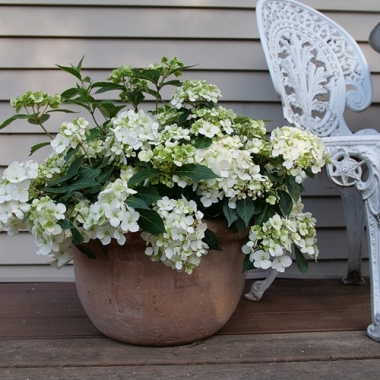 Гортензия ампельная Fairytrail White