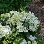 Гортензия ампельная Fairytrail White