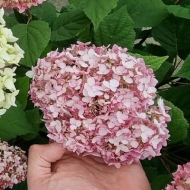 Гортензия древовидная Кандибель Минибель, Candibelle Minibelle