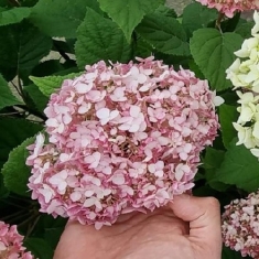 Гортензия древовидная Кандибель Минибель, Candibelle Minibelle