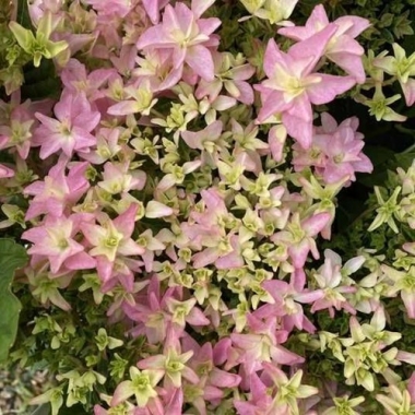 Гортензия крупнолистная Флория Пинк, Floria Pink