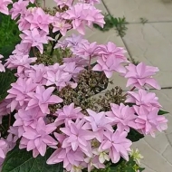 Гортензия крупнолистная Флория Пинк, Floria Pink