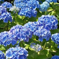 Гортензия крупнолистная Хеппи Блю, Happy Blue