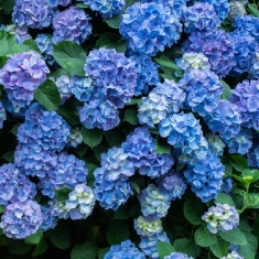 Гортензия крупнолистная Хеппи Блю, Happy Blue