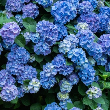 Гортензия крупнолистная Хеппи Блю, Happy Blue